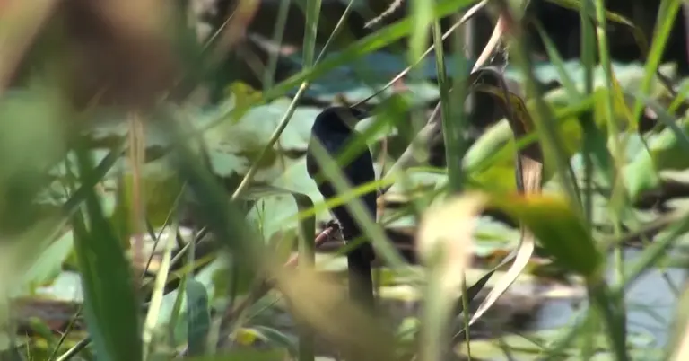 বরগুনায় পাখি অভয়ারণ্য